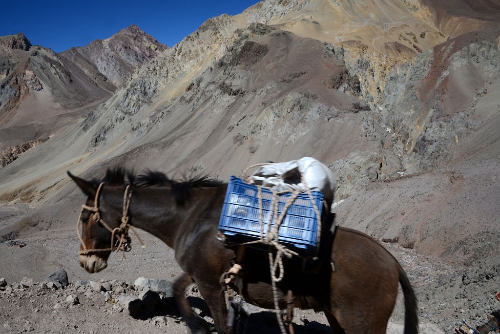 02 Just After Leaving Plaza de Mulas The Trail Descends A Narrow Path Where We Had To Pause To Let Mules Pass